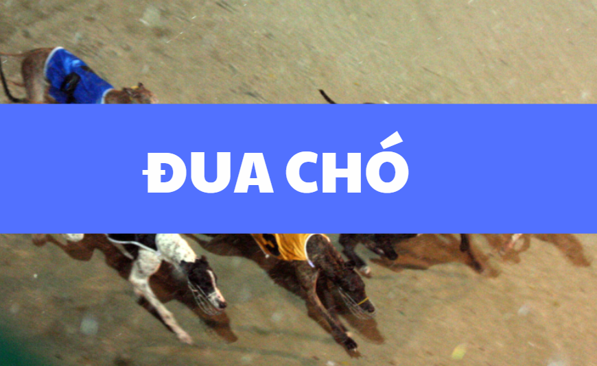 ca cuoc dua cho sbobet