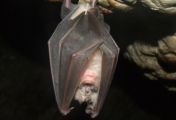 Giải mã giấc mơ thấy dơi